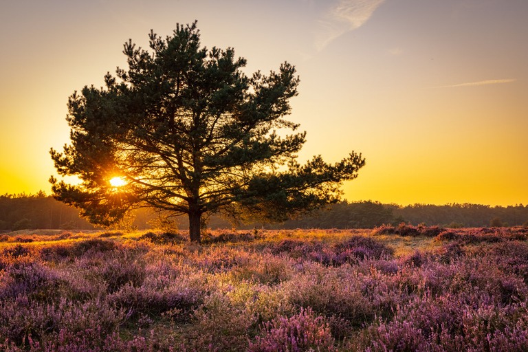 Comfort Veluwe iStock-1365860525 - hoge veluwe hoofdfoto